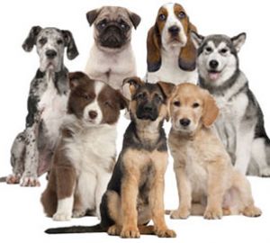 Breeds of Dogs